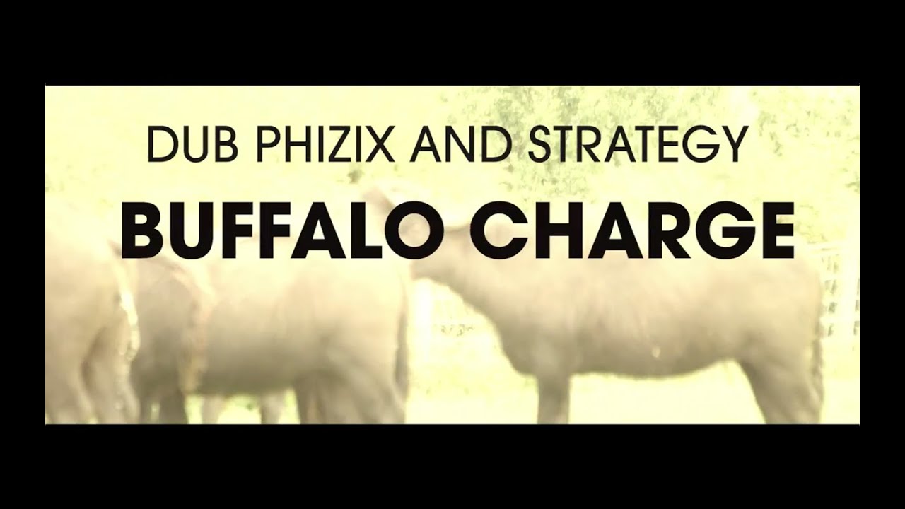 Buffalo Charge