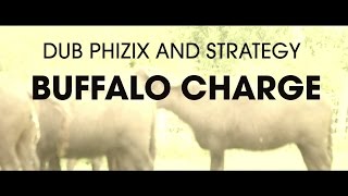 Buffalo Charge