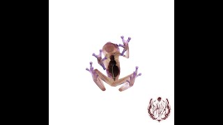 4 MIND (Miss Jay Remix)