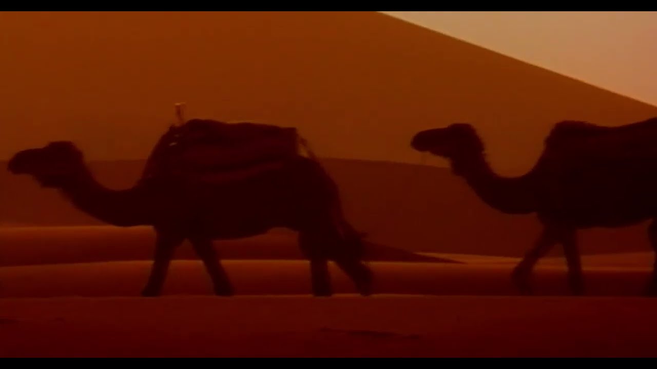 Camels