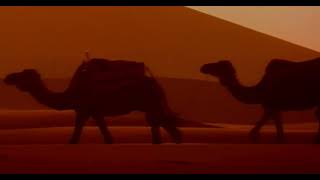 Camels
